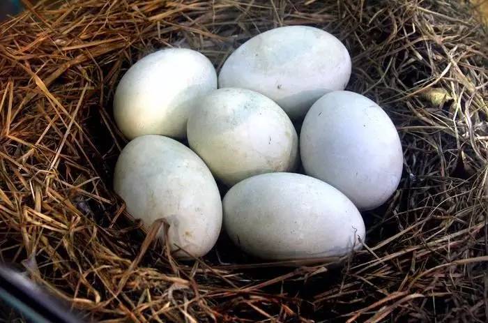 孕晚期清胎毒食谱大全,孕晚期吃什么祛湿去胎毒呢