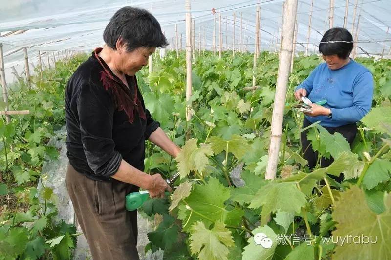 建设现代农业园区铺就全面小康坦途——武邑县建设现代农业示范园区打造现代农业发展高地