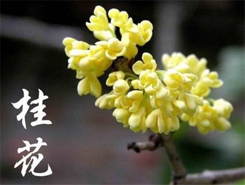 最佳赏桂花地点手绘地图,桂花赏花地图