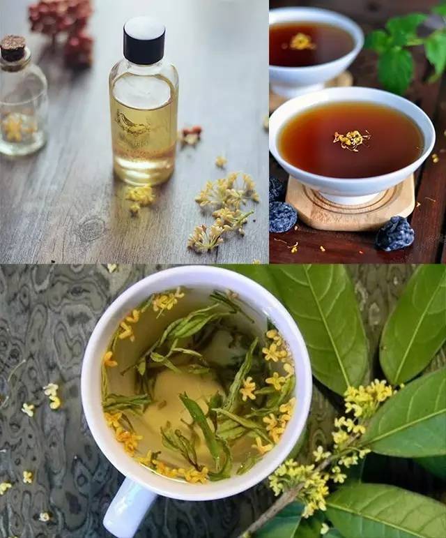 最佳赏桂花地点手绘地图,桂花赏花地图