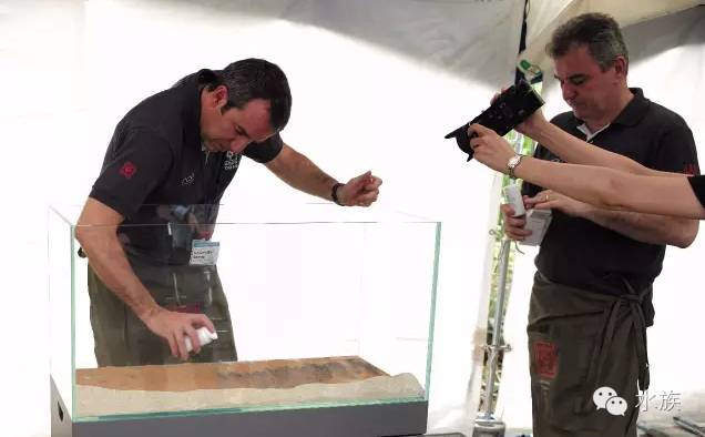 ada开缸第二天,ada开缸