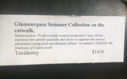 将猫咪制作成标本,动物标本制作过程大熊猫