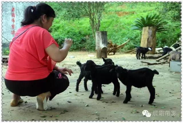 童话故事山羊和狼,童话故事山羊历险记