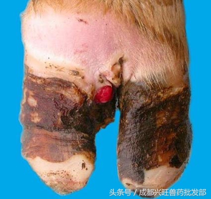 奶牛十种疾病用什么药啊,奶牛四大疾病