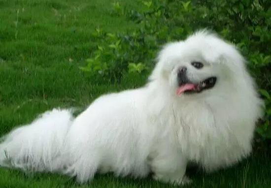 狗萌宠有哪些品种,18种萌宠狗狗