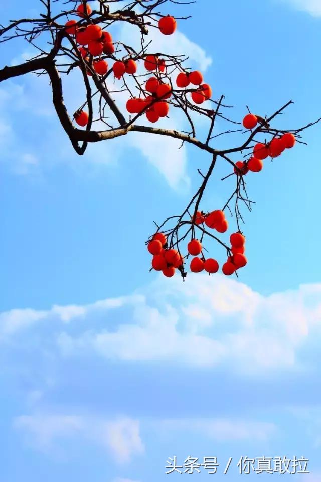 山东临沂平邑县的柿子怎么样,临沂哪里可以采摘新鲜铁皮柿子