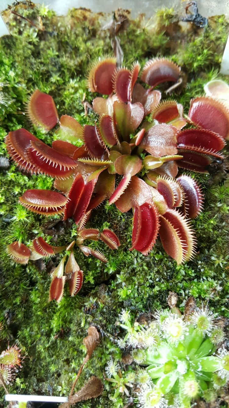 向阳的玻璃花房,玻璃花房设计建造