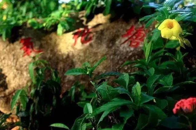 海南万宁国庆旅游攻略,万宁十大旅游必买品