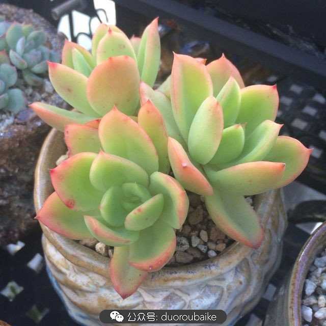 多肉植物新手养护指南最新,多肉植物养护的基础知识