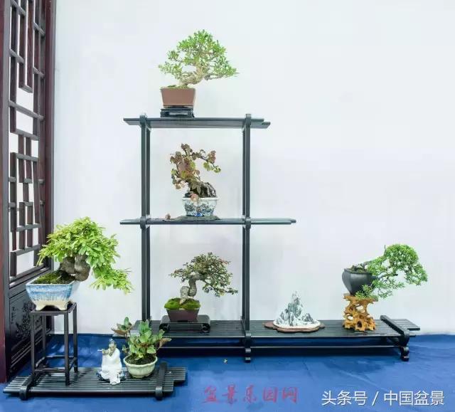 哪些野草适合微型盆景,小品盆景和微型盆景有区别吗