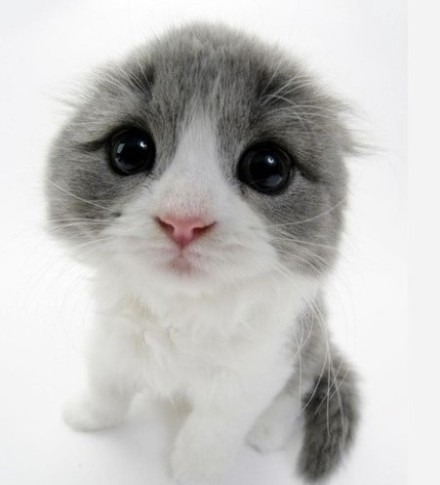 戴森v8有哪几款 (戴森v8到底值不值得买)