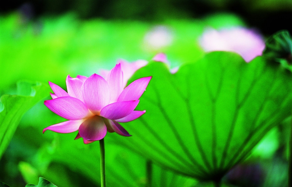 白洋淀一日游自驾游推荐,白洋淀8月自驾攻略