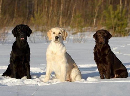 常见宠物狗体型大小排行榜最全,宠物狗智商排名和价格表