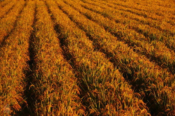 吉林市神农庄园视频,吉林神农庄园温泉度假村