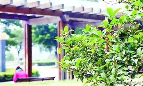 最美的5个赏桂好去处,不错过金秋赏桂好时节