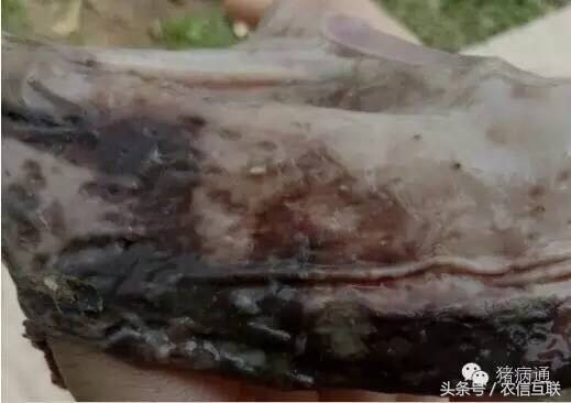 猪瘟案例总结,猪瘟病例最新数据