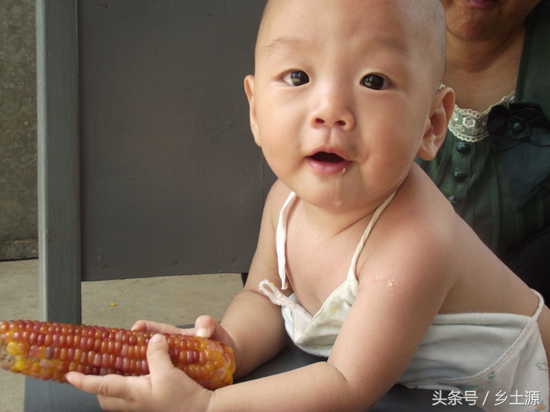 金黄糯玉米,五彩玉米的图片