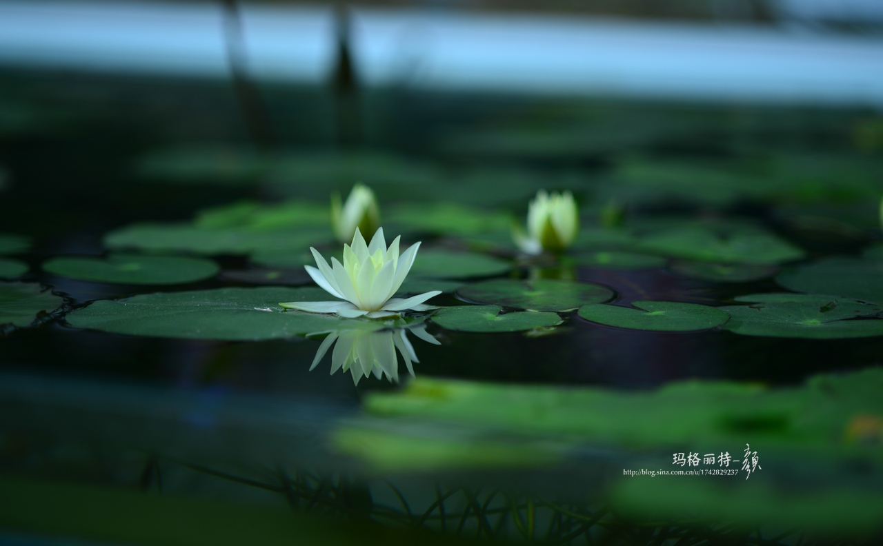 辰山植物园睡莲拍照,行摄洪湖荷花展