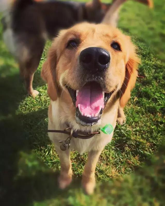 全犬种成犬粮和全价成年期犬粮,犬种专用粮和通用狗粮有什么区别