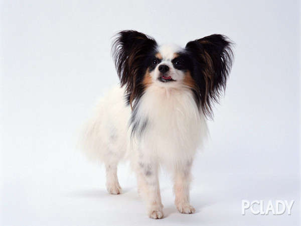 怎样识别狗狗是否健康,怎样识别狗狗幼犬