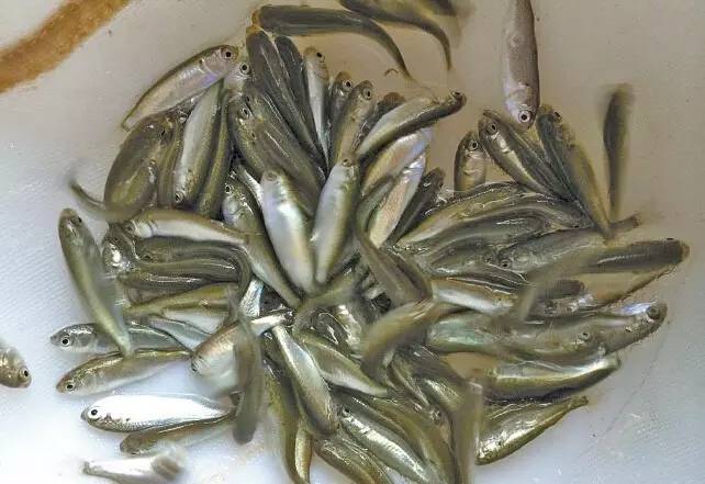 罗非鱼可以跟白对虾混养吗,罗非鱼同白对虾混养好养吗