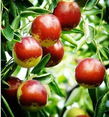 黄埭西瓜子江苏老字号,黄埭西瓜子