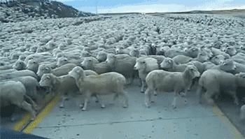 潍坊路桥堵车视频,堵车走应急车道交警回应