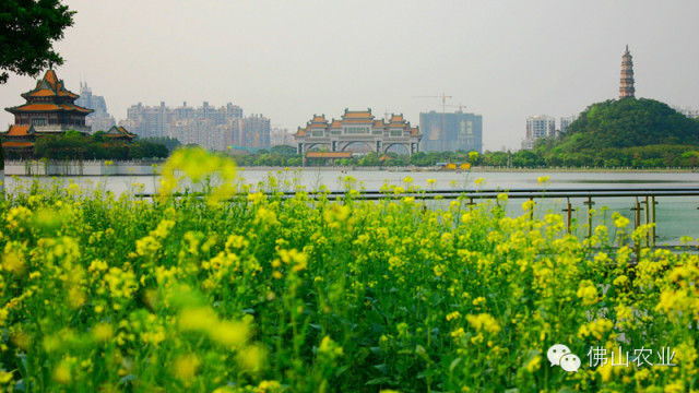 广东省重阳登高好去处,佛山重阳登高有哪些山