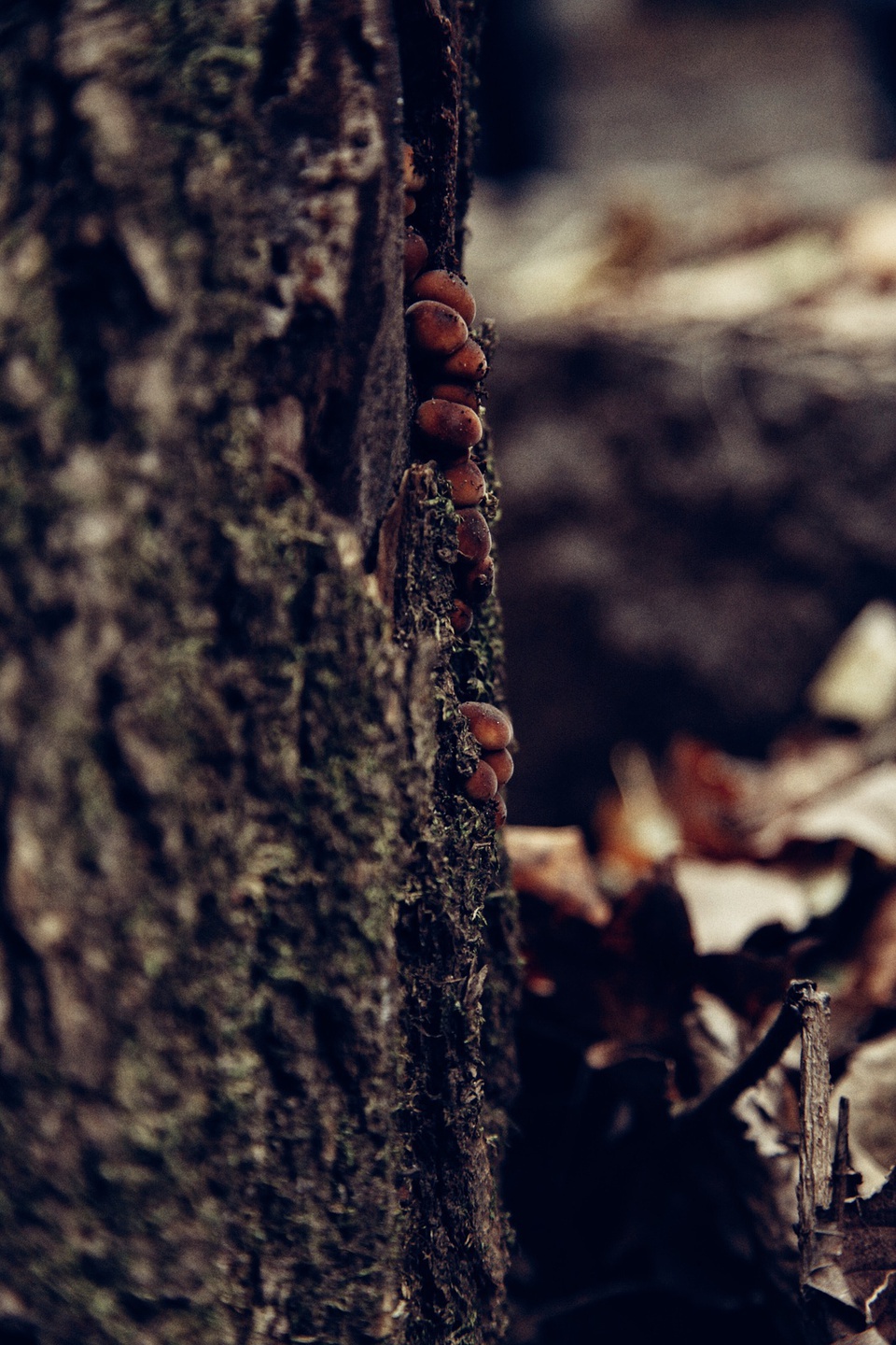 怀柔喇叭沟门南猴顶景区,怀柔喇叭沟门高档民宿