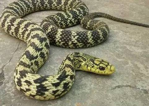 广西一小区内多种毒蛇出没抓不完,广西最大毒蛇