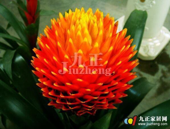 凤梨花图片及花语,凤梨花百科知识