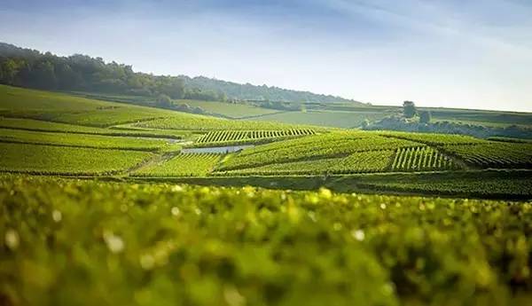 全球十大高端干邑,法国十大顶级干邑