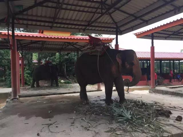 泰国旅游自由行攻略最新,泰国自由行旅游最新攻略