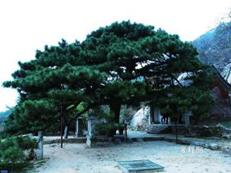 山东蓬莱海洋极地世界门票多少钱,山东郓城水浒城现在门票多少钱