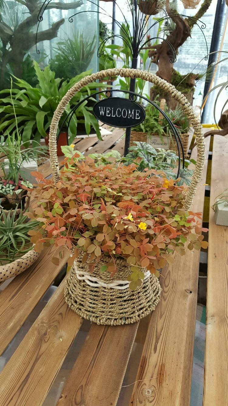 向阳的玻璃花房,玻璃花房设计建造