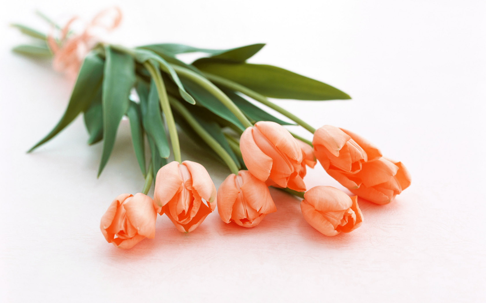 猫咪可以吃的和不可以吃的有什么,猫咪可以吃什么甜的