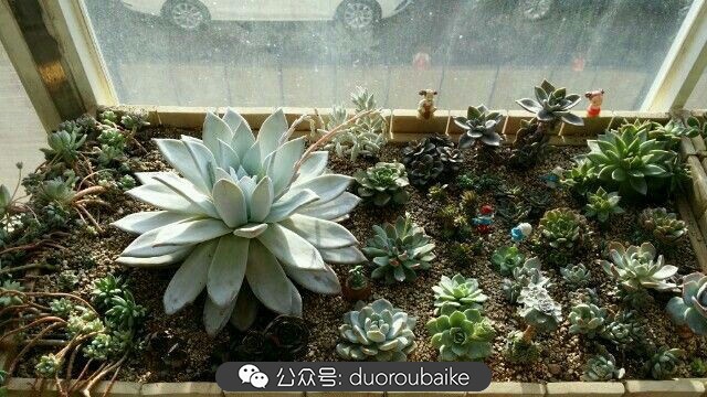 向阳的玻璃花房,玻璃花房设计建造