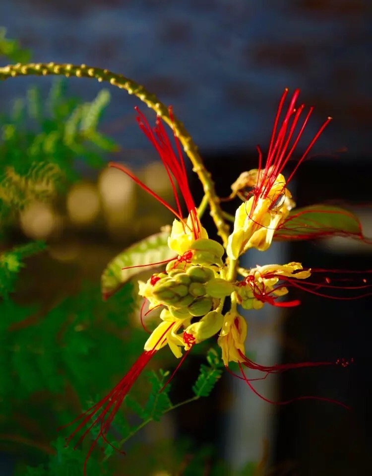 心中有爱人生才能一路芬芳,心若有阳光一路都是芬芳