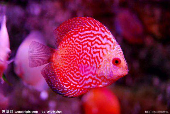 有哪些很多人不知道的冷知识,10个冷知识你知道什么