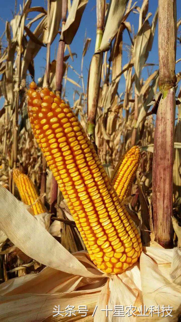 韩俊强吉林,韩俊强讲玉米种子