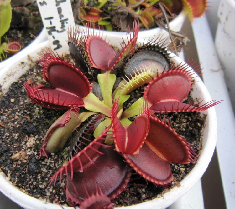 向阳的玻璃花房,玻璃花房设计建造