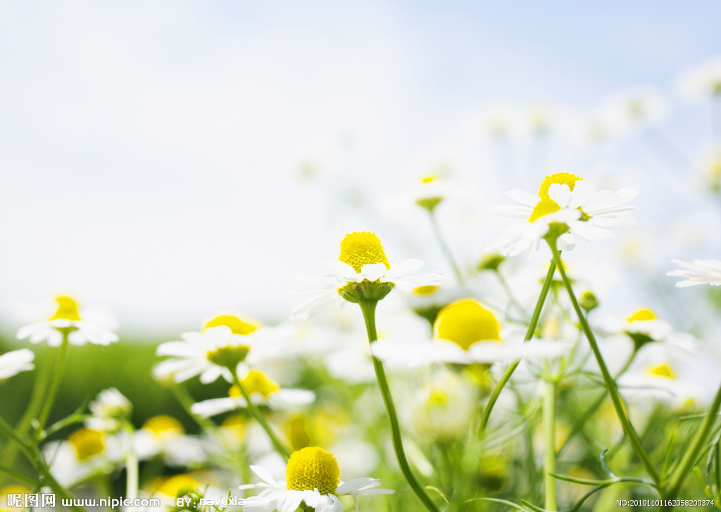 猫咪可以吃的和不可以吃的有什么,猫咪可以吃什么甜的