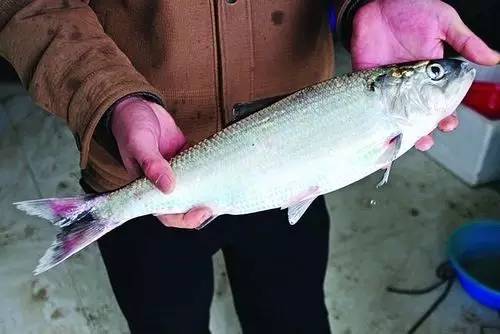 珍品淡水鲥鱼,食用淡水鲥鱼