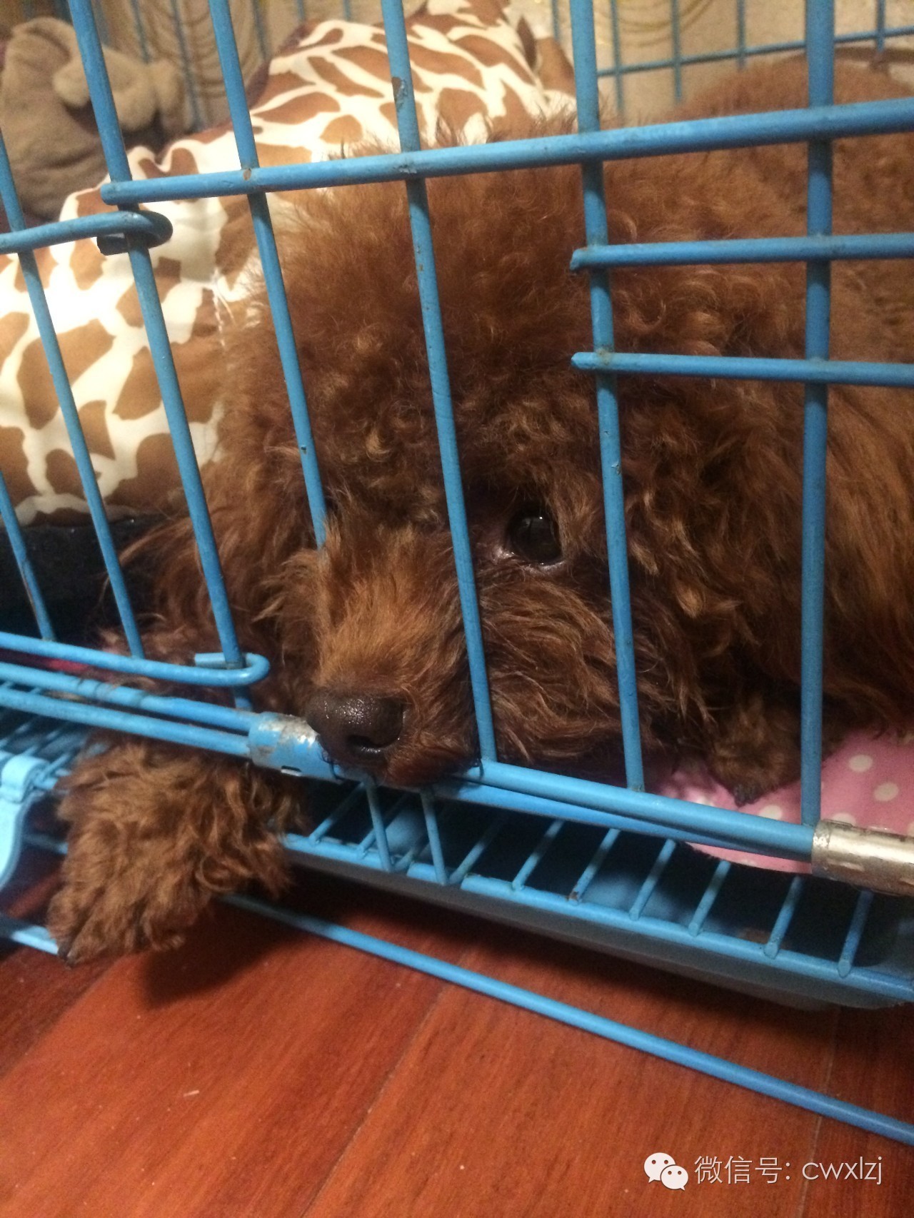 可怜的泰迪又挨揍了,泰迪乱尿被打有作用吗