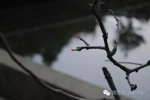 写给母亲的千古情,写给母亲的百封家书