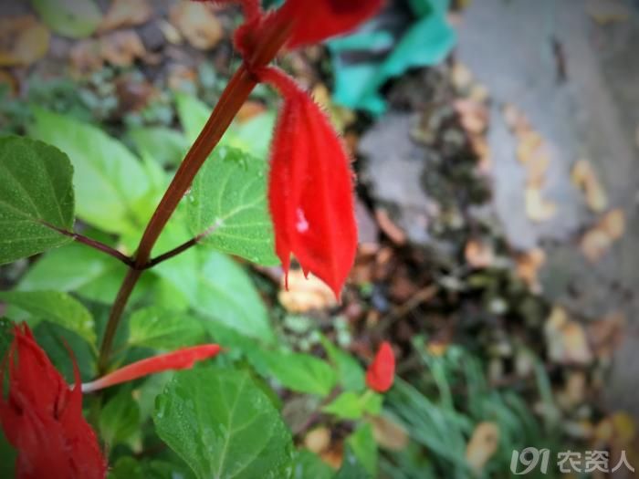 常见野生红花,常见的野红花