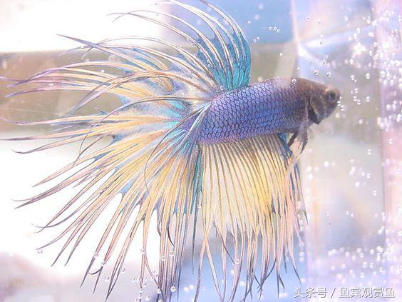 泰国斗鱼怎么样养好,泰国斗鱼有多吸引人