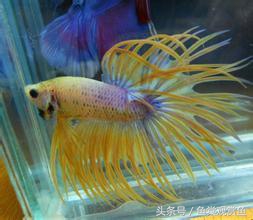 泰国斗鱼怎么样养好,泰国斗鱼有多吸引人