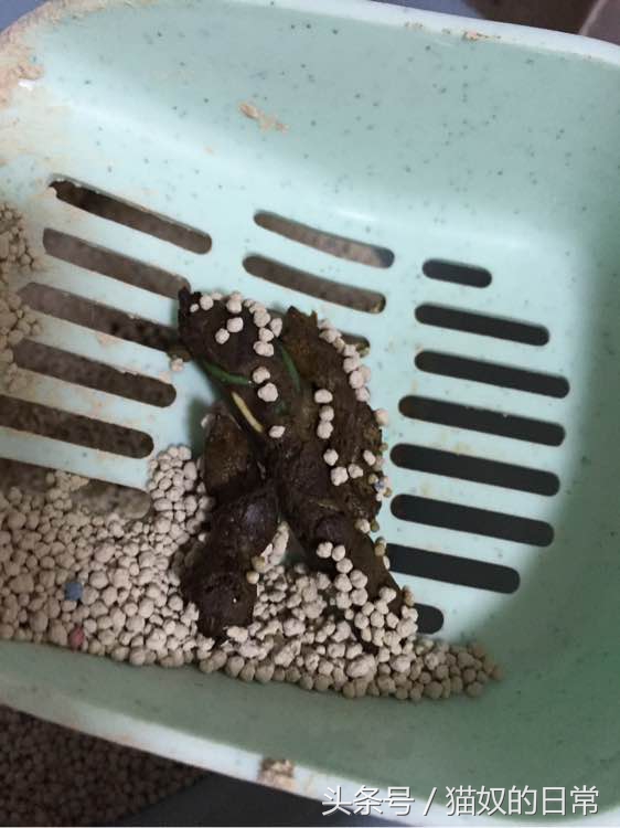 猫咪吃了皮筋但是还正常玩耍,猫咪吃了好长一截塑料绳