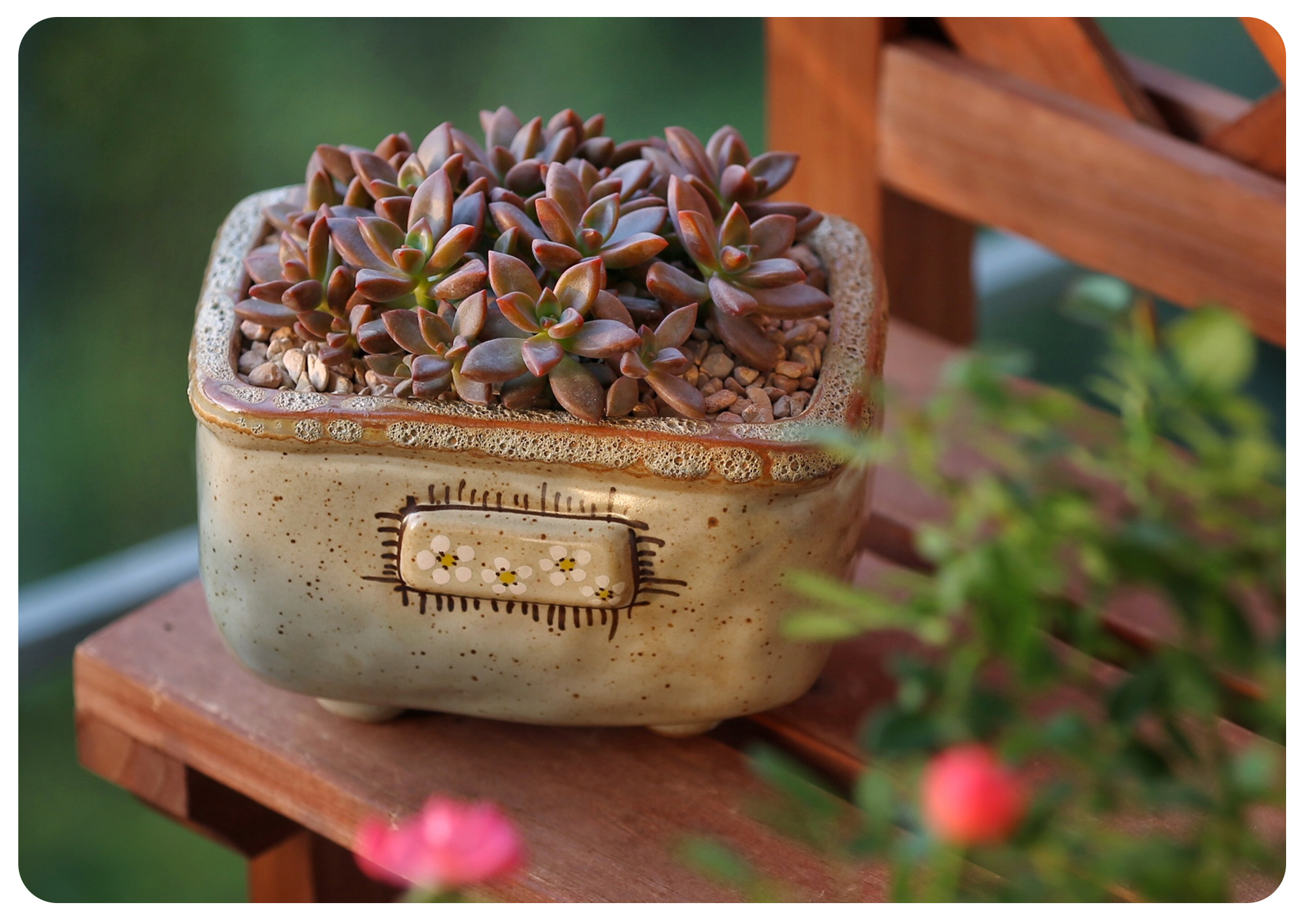 韩国初恋多肉怎样养,如何在大棚里养多肉花卉